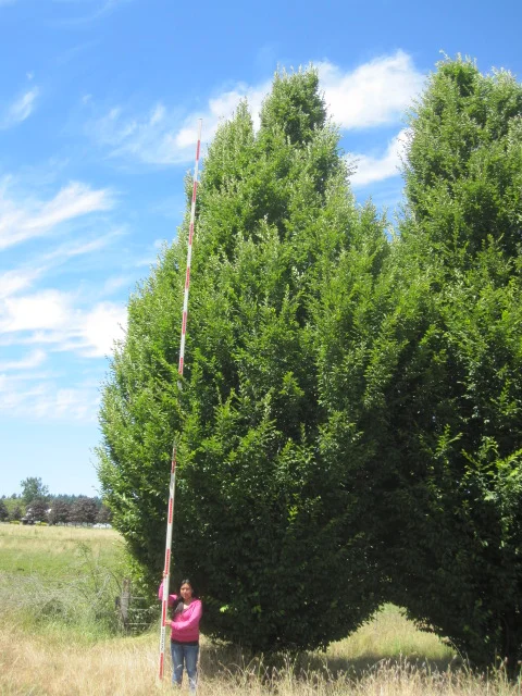 Carpinus bet. 'Fastigiata', specimen