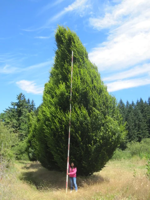Carpinus bet. 'Fastigiata', specimen