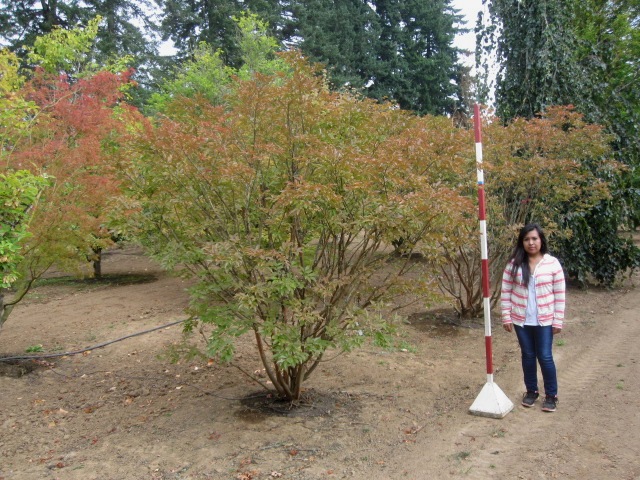 Lagerstoemia Jr Specimen