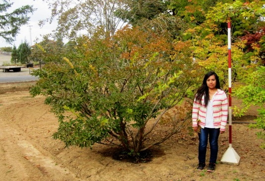 Lagerstroemia Jr Specimen