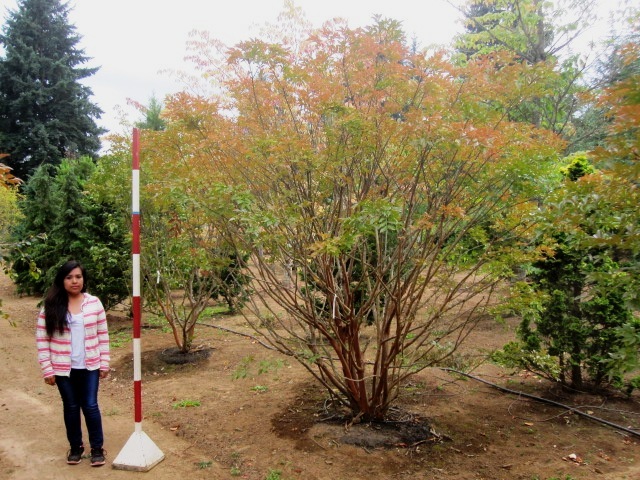 Lagerstroemia Jr Specimen