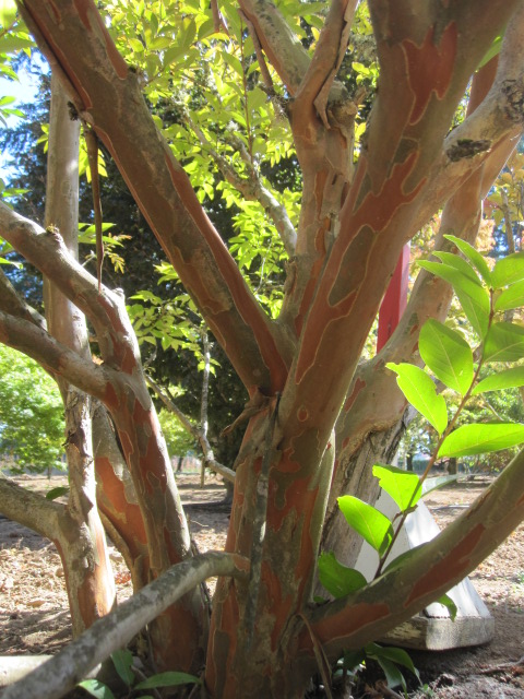 trunk detail of Lagerstroemia