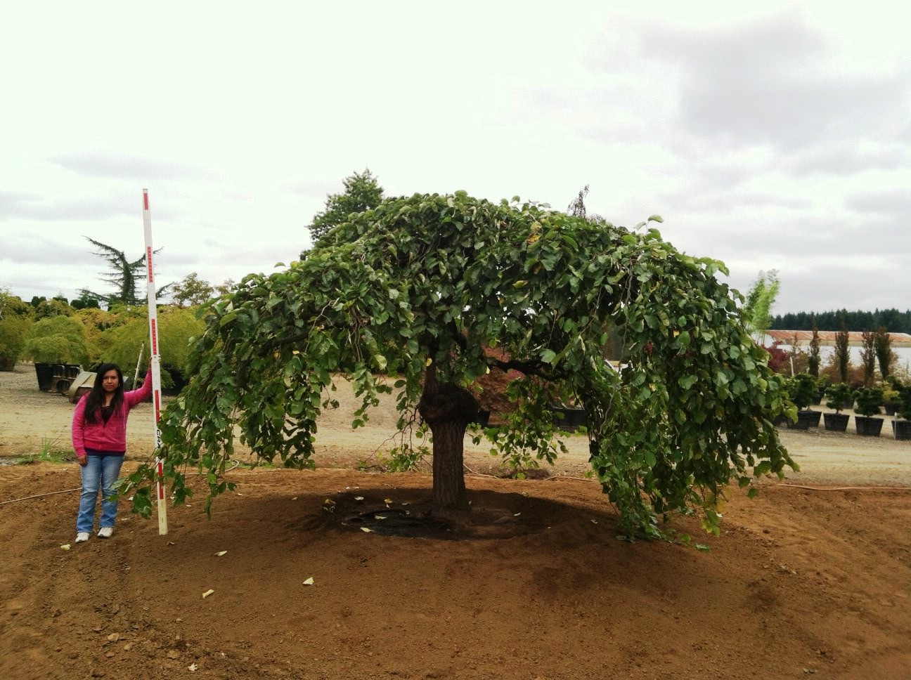 Ulmus glabra 'Camperdownii' &nbsp;Specimen #1