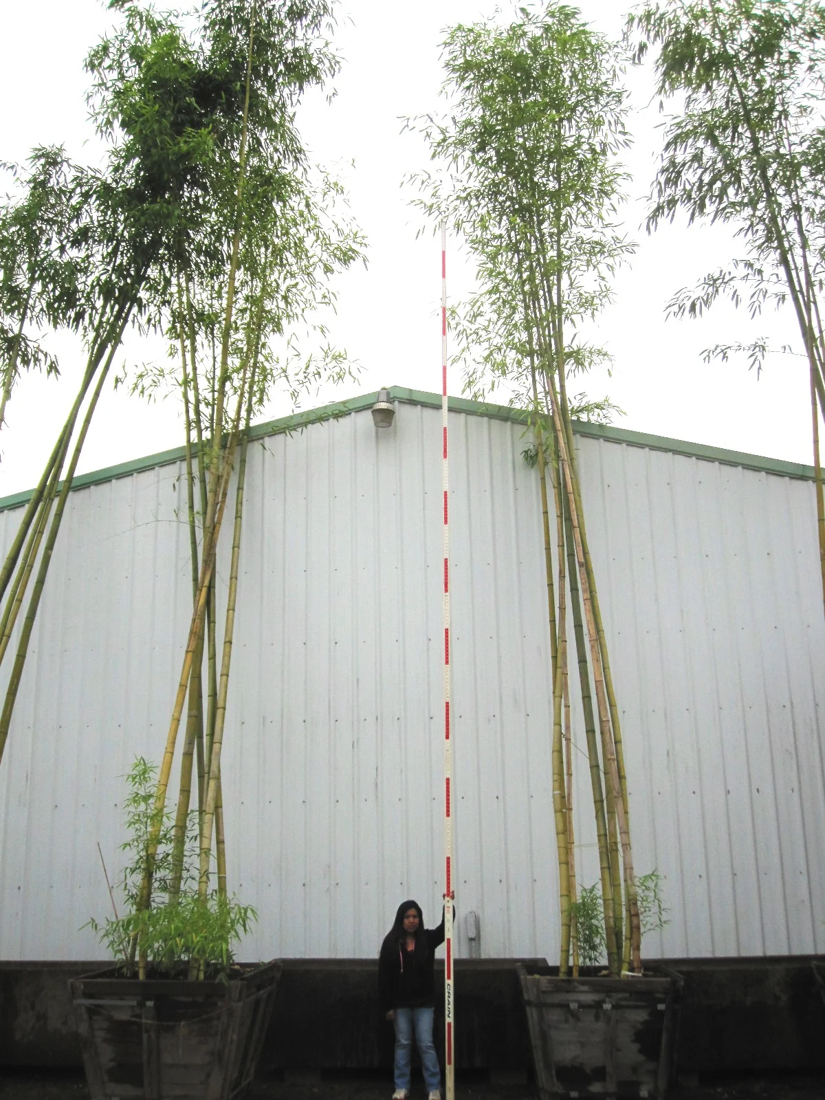 Phyllostachys vivax Specimens
