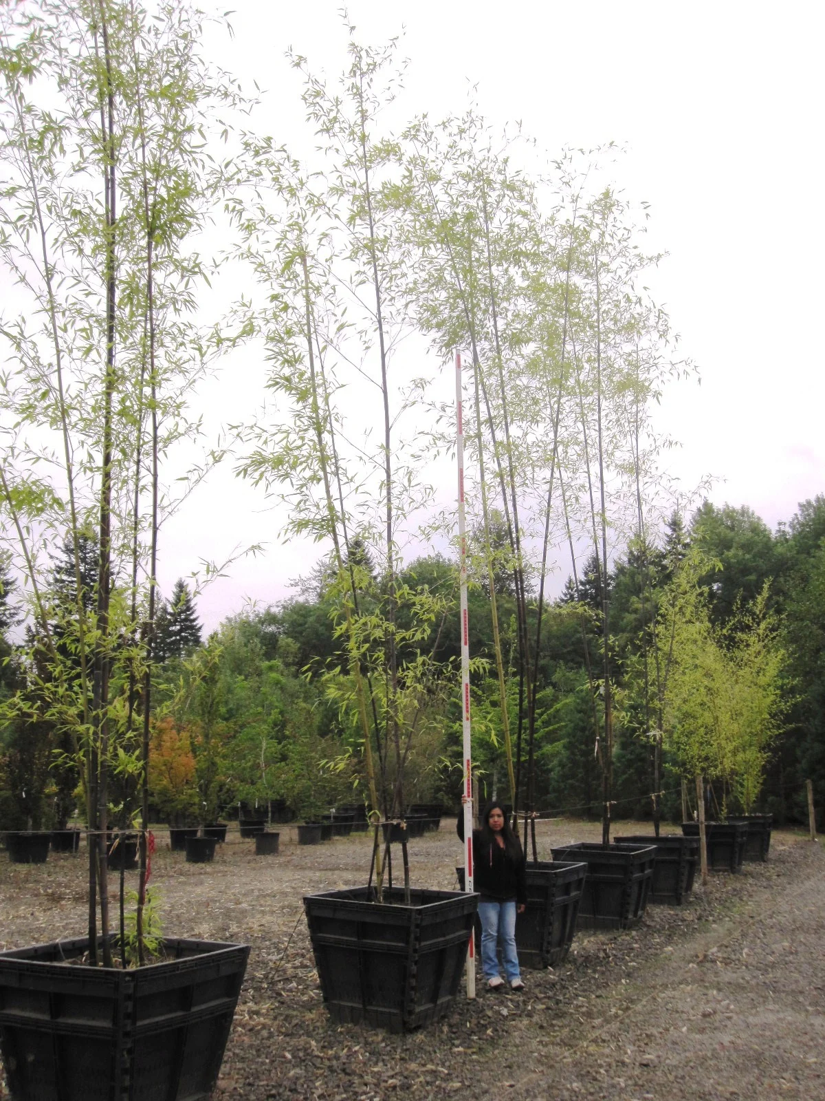 Phyllostachys nigra