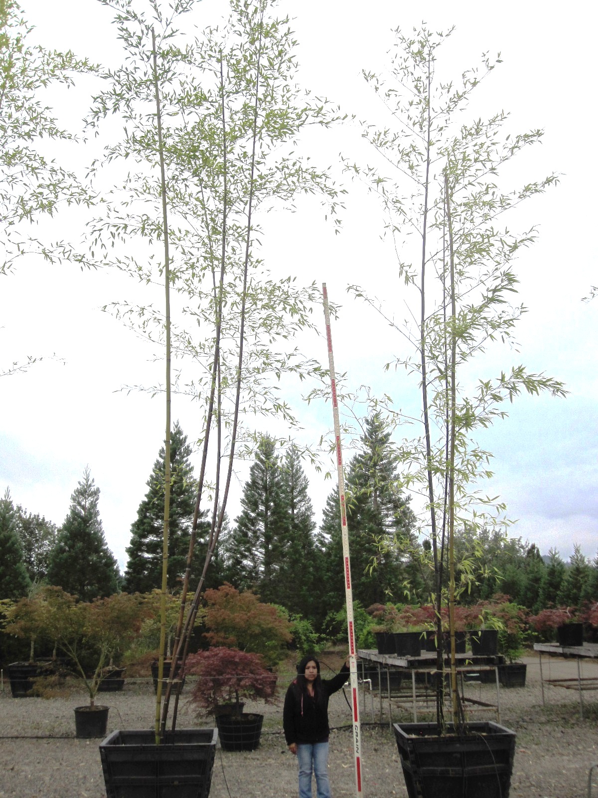Phyllostachys nigra