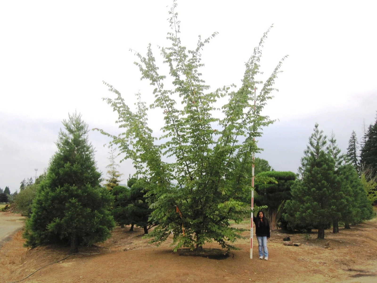 Parrotia persica Specimen