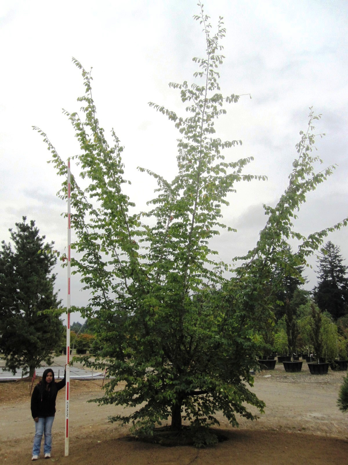 Parrotia per. Specimen, alt view
