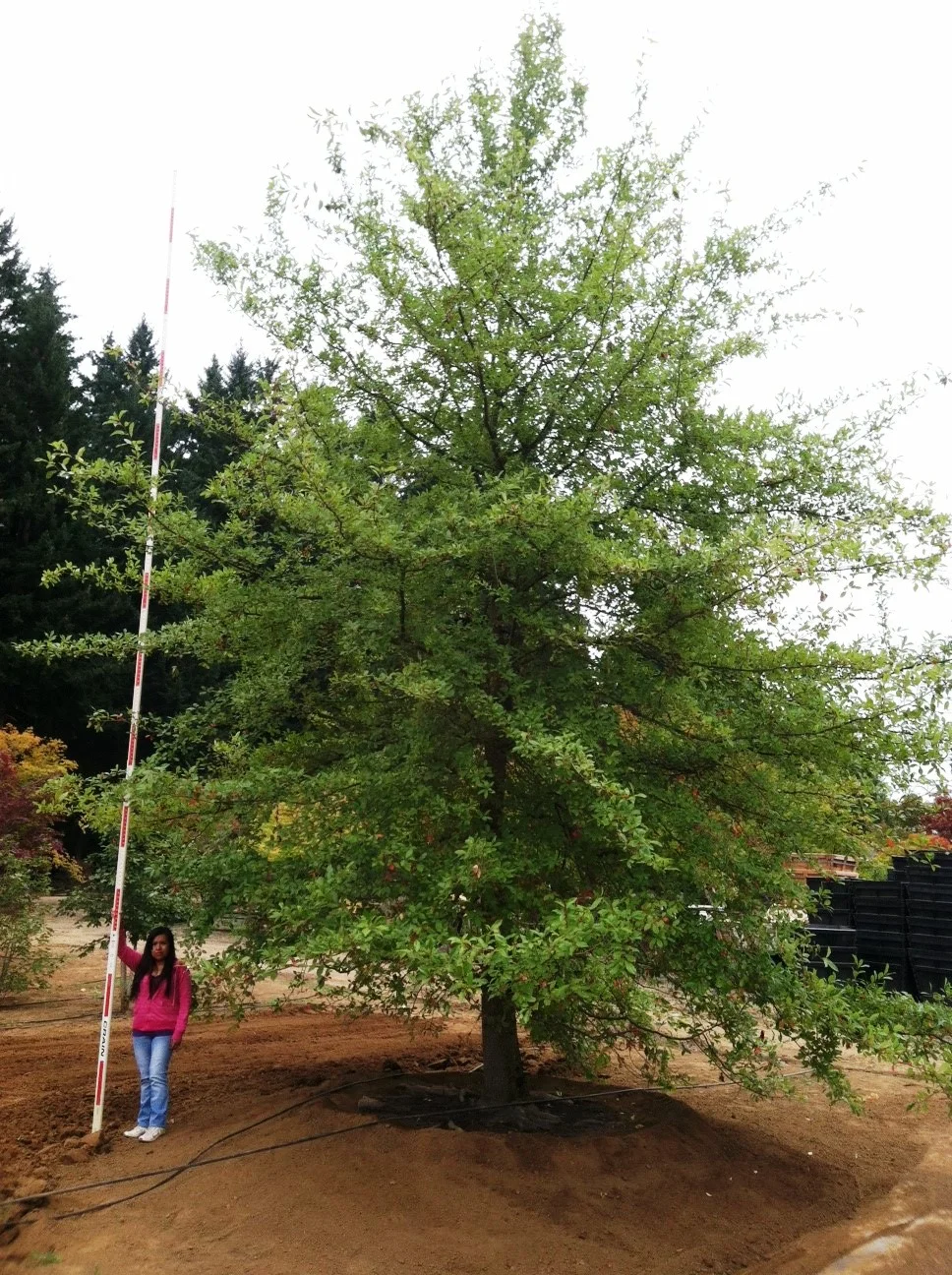 Nyssa sylvatica Specimen