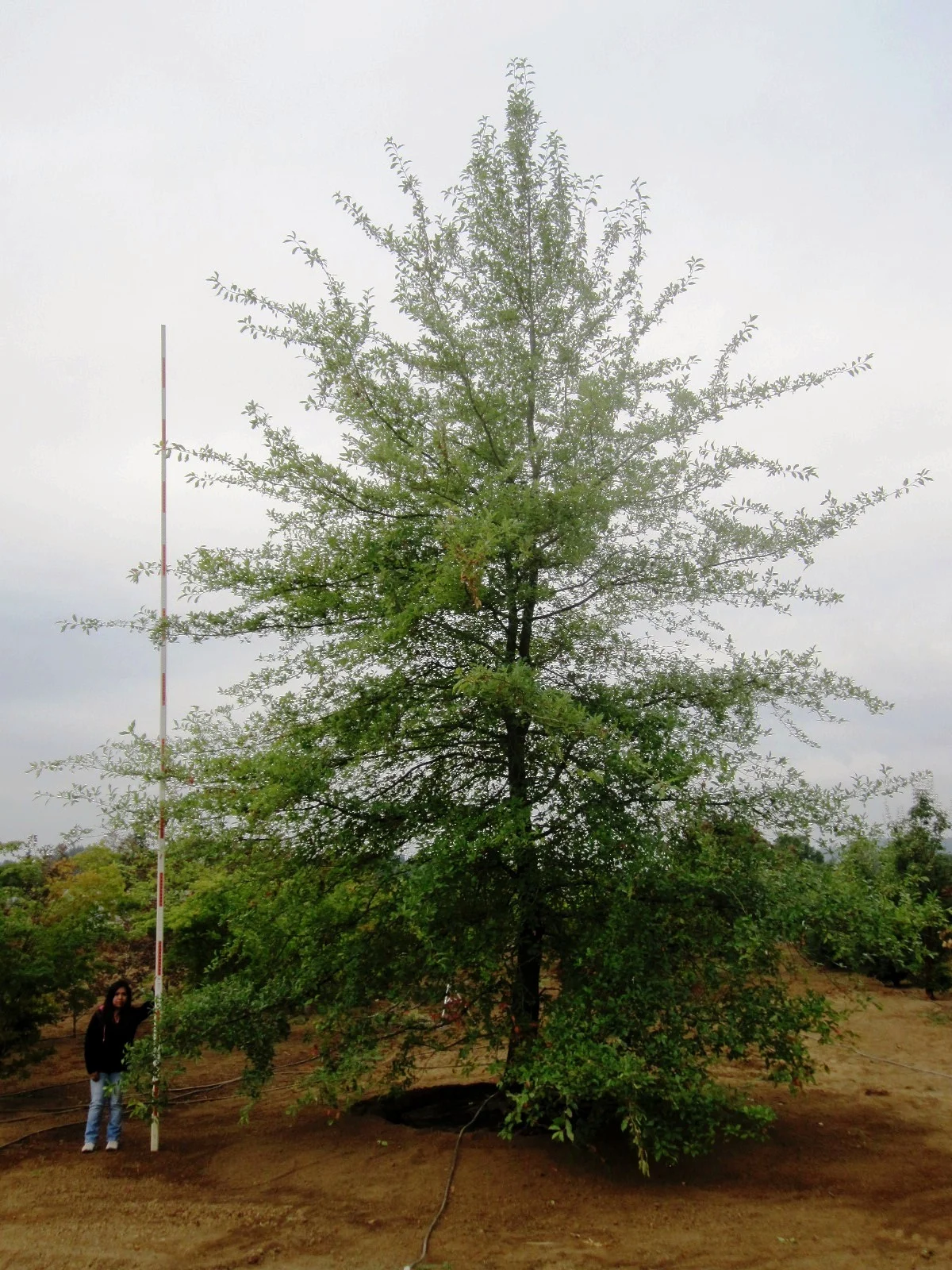 Nyssa syl . Specimen, alt view