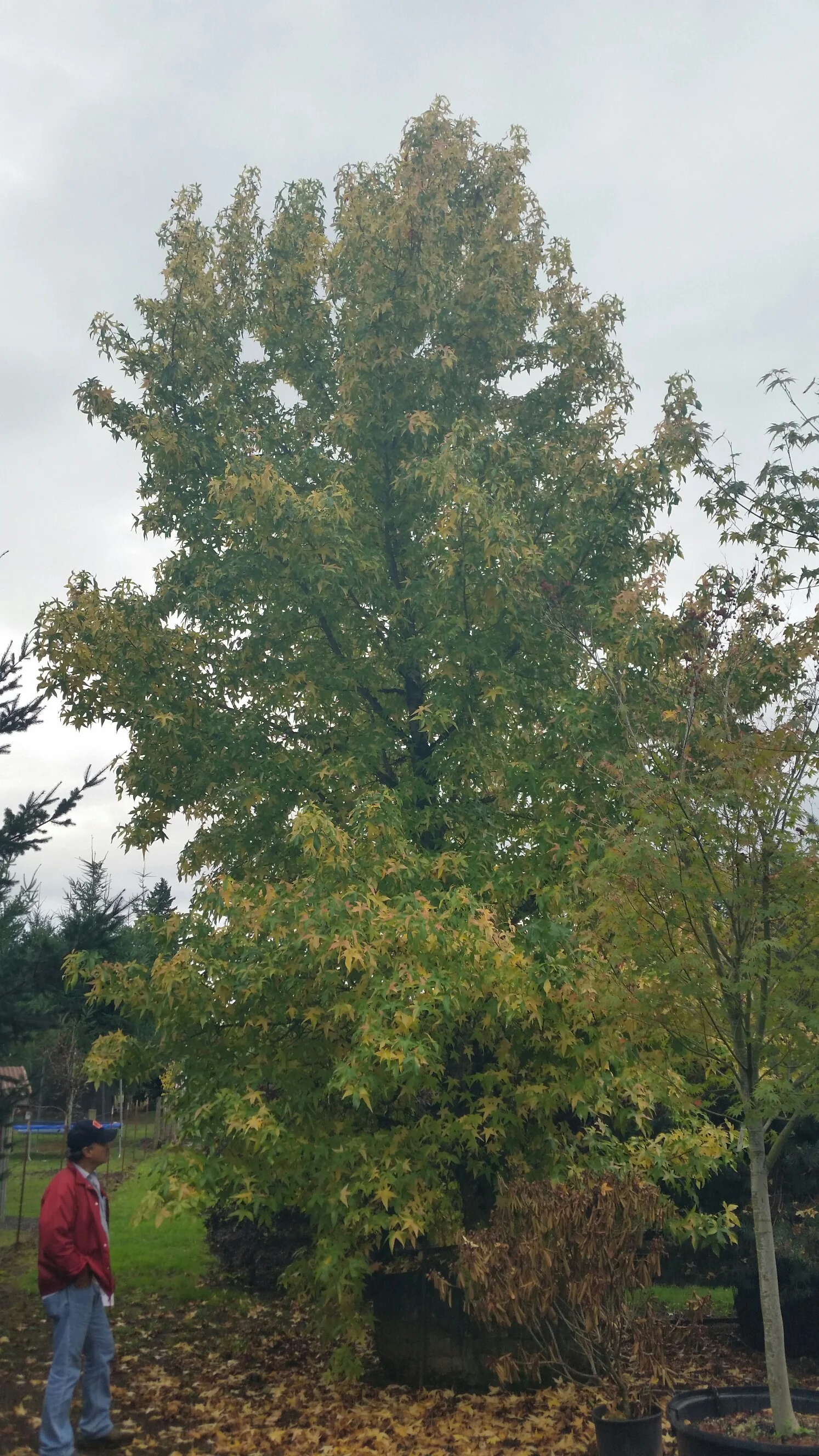 Liquidambar styraciflua 'Variegata' Specimen