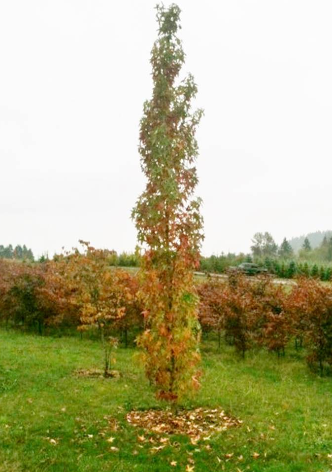 Liquidambar sty . 'Slender Silhouette' Jr Spec
