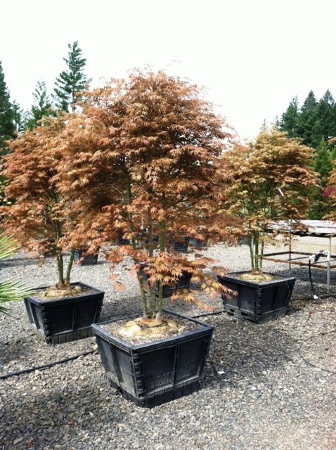 Acer palmatum 'Orange Dream' multi-trunk