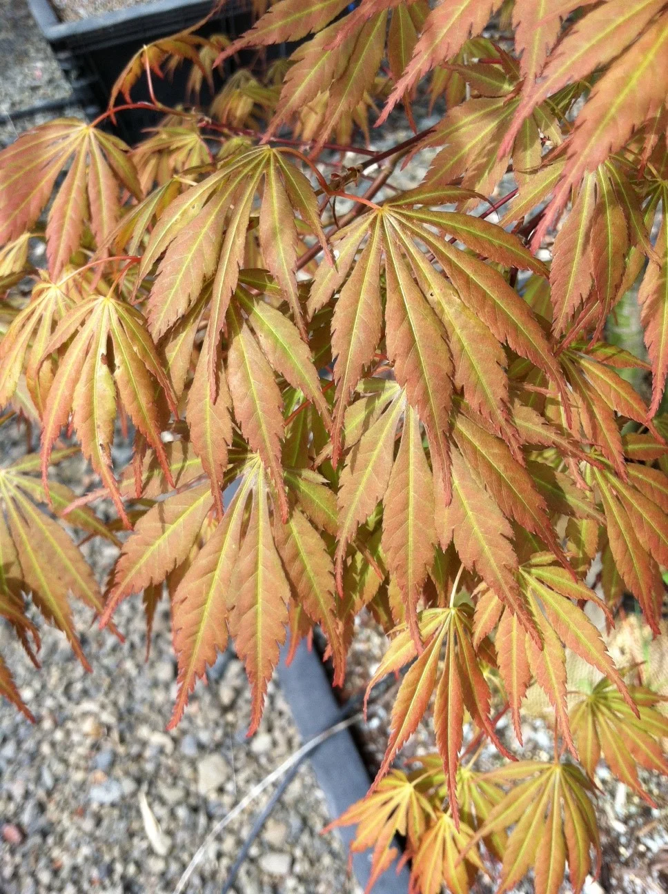 Acer p. 'Orange Dream', leaf close up
