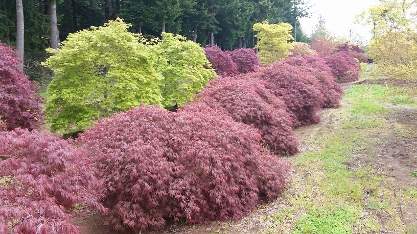 Acer p.d. 'Ornatum' specimens
