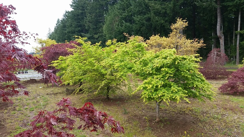 Acer palmatum , 5-6" caliper specimens & Jr specimens
