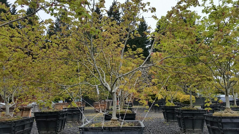 Acer japonicum 'Aconitifolium' being trained to spread horizontally