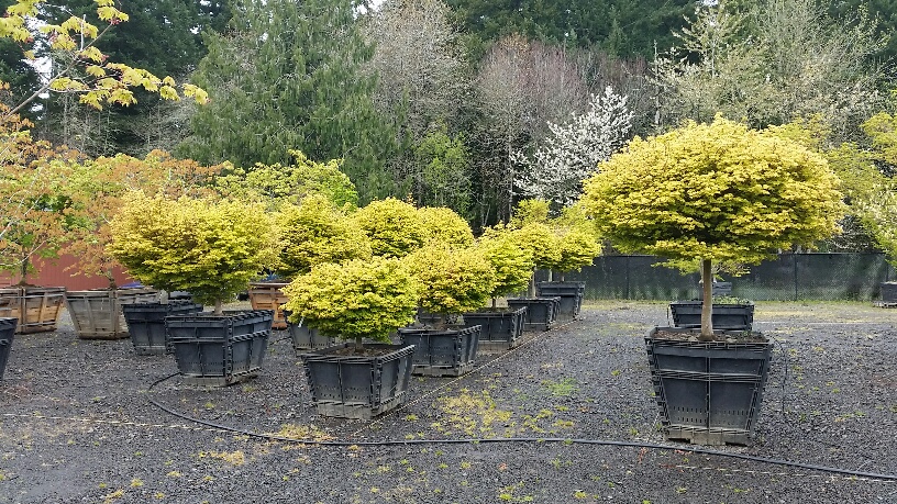 Acer p . 'Coonara Pygmy' Jr specimens
