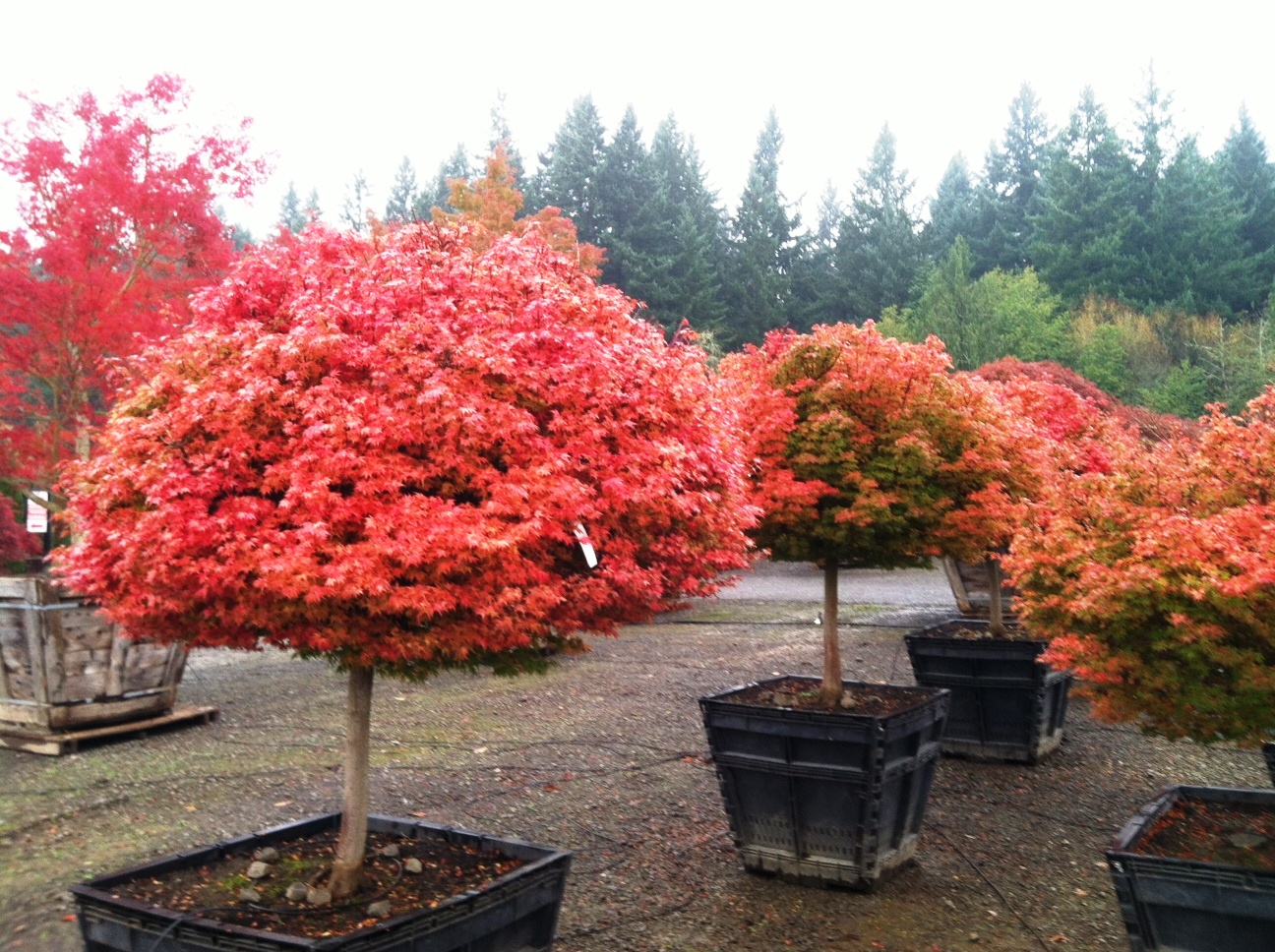 Acer p. 'Coonara Pygmy' fall color