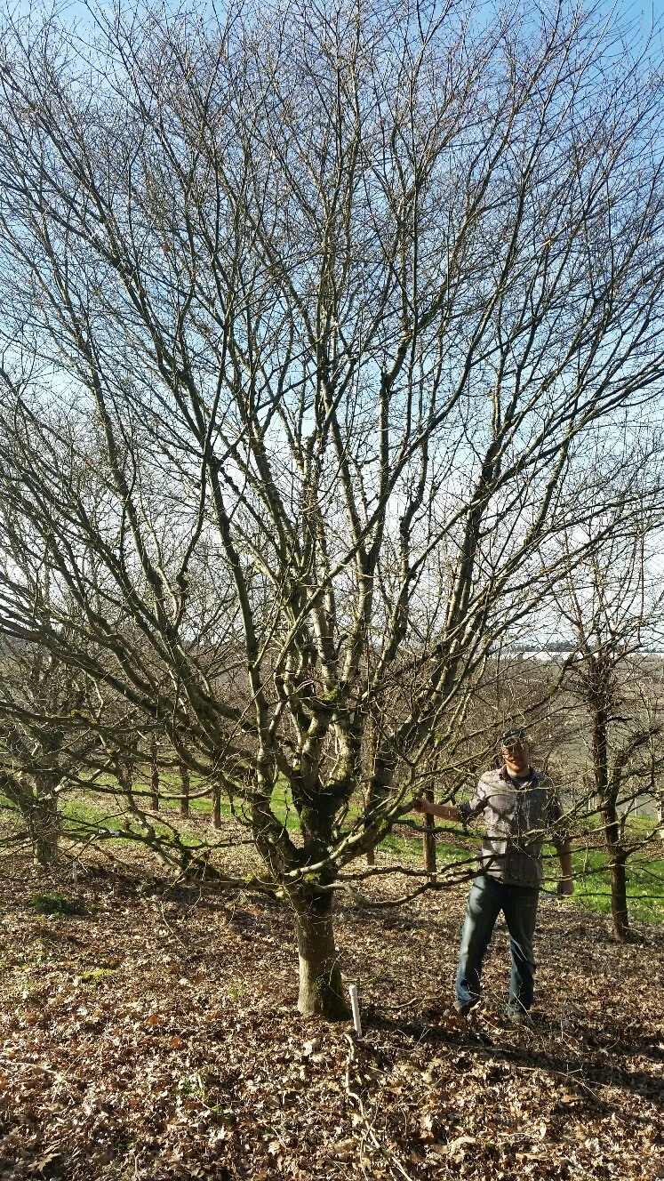 Acer p 'Hogyoku' specimen