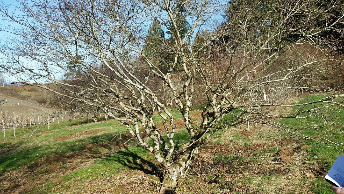 Acer p.d. 'Omureyama' specimen