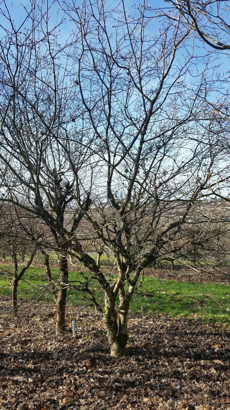 Acer japonicim 'Filicifolium' RARE specimen