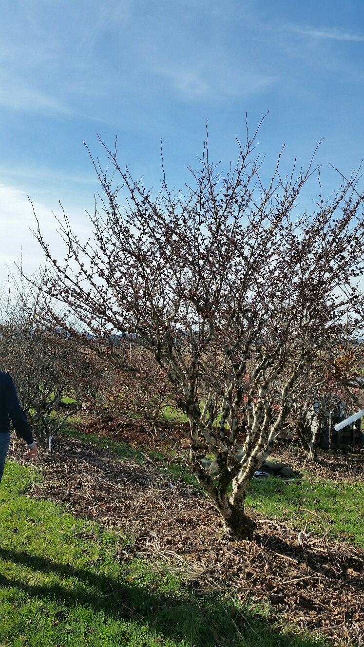 Hamamelis x 'Diane' specimen