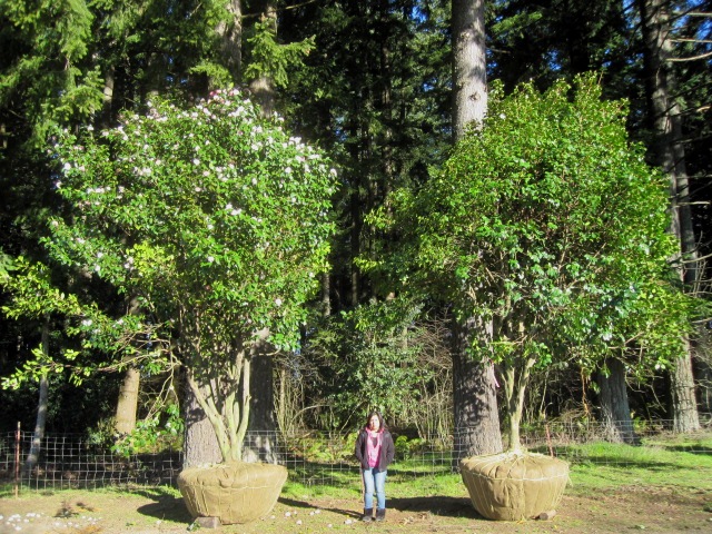 Camellia specimens