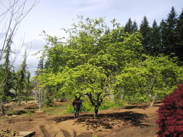 Acer jap. 'Aconitifolium' specimen (7 available)