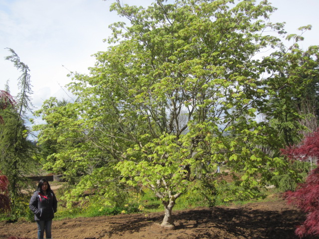 Acer jap. 'Aconitifolium' specimen