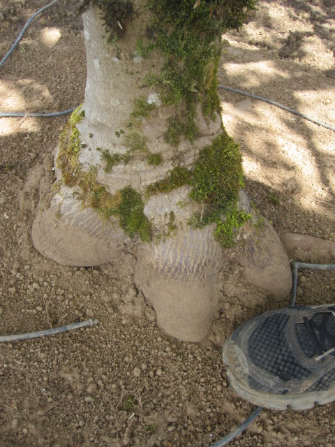 Acer jap. 'Aconitifolium' trunk detail