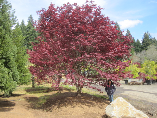 Acer p. 'Margaret Bee' specimen