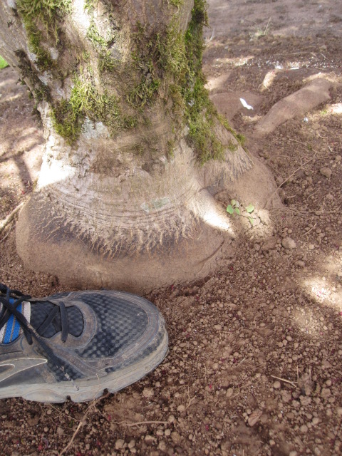 Acer p. 'Margaret Bee' trunk detail