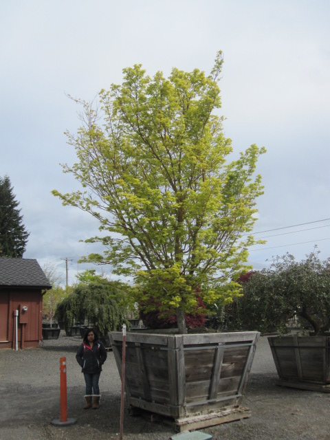 Acer p. 'Sango Kaku' specimen