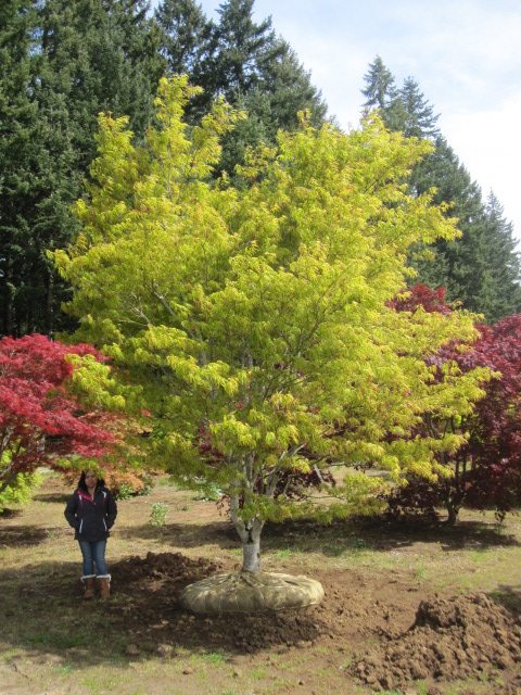 Acer p. 'Scolopendrifolium' specimen
