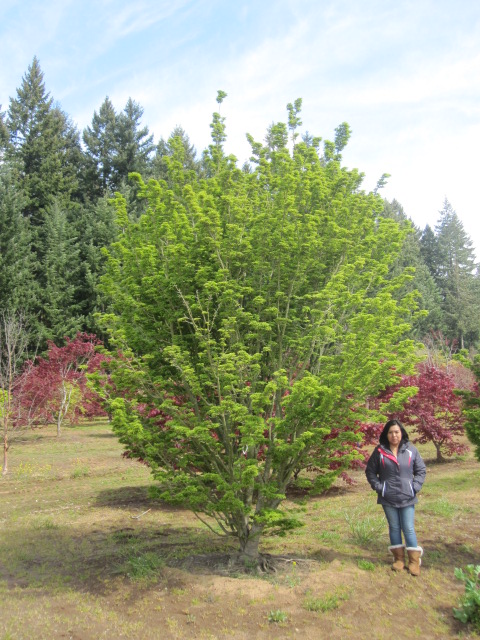 Acer p. 'Shishigashira' specimen (5 available)