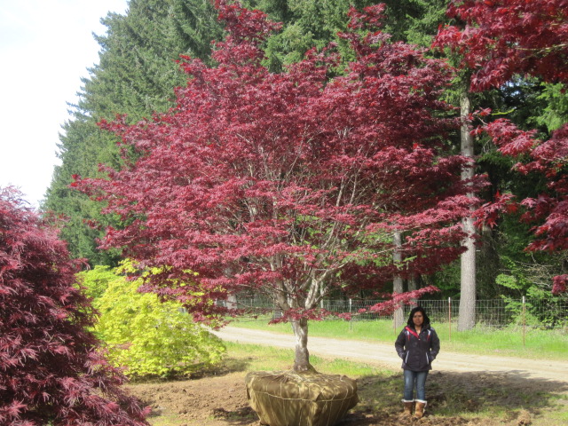 Acer p. ' Shojo' specimen (3 available)