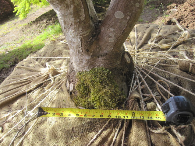 Acer p. 'Shojo' trunk detail (7-8" calipers)