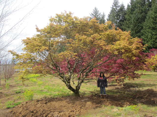 Acer p . 'Aka Shigitatsu Sawa' AMAZING specimen!!!