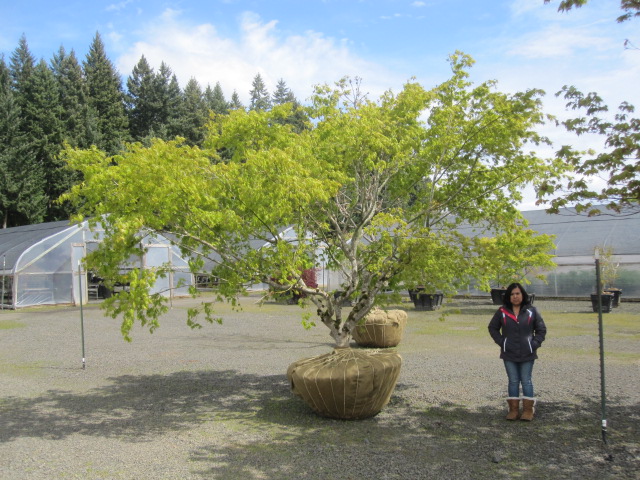 Acer p. 'Omureyama' specimen