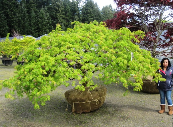 Acer jap. 'Green Cascade' specimen (2 available)