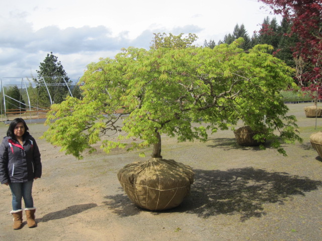 Acer jap. 'Green Cascade' specimen