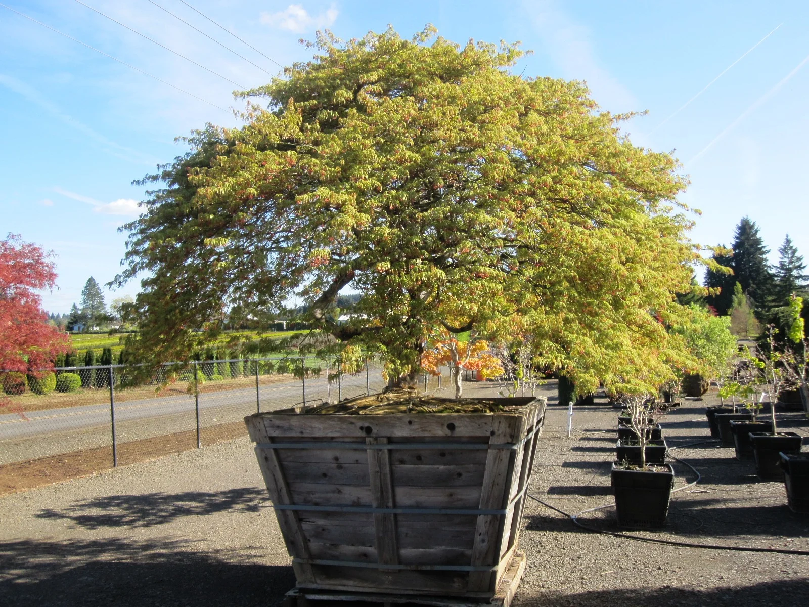 Acer p.d. "green" (waiting to ID variety) specimen