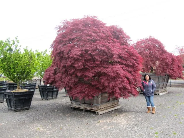Acer p.d. 'Crimson Queen' specimen
