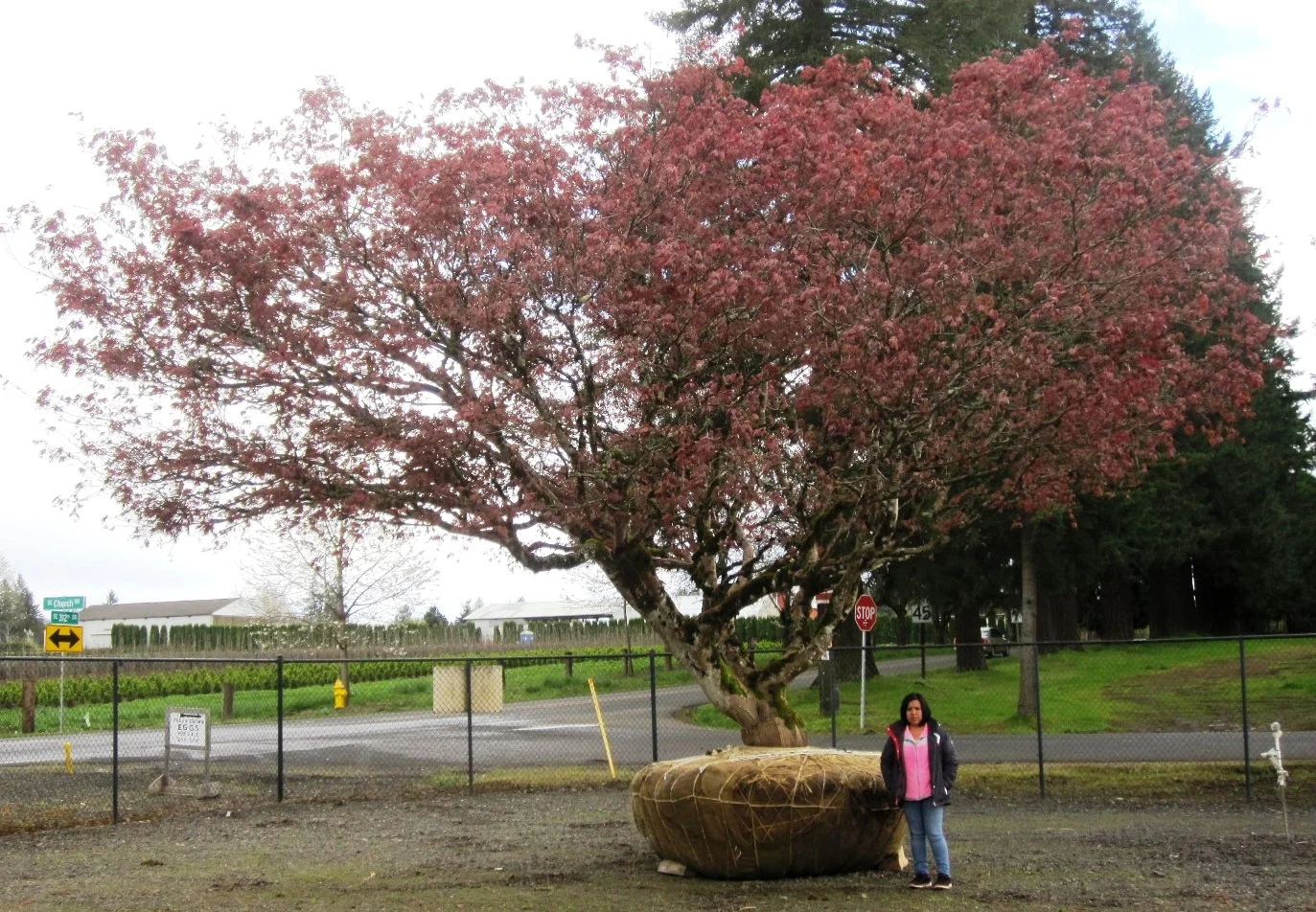 Acer p. 'Burgundy Lace' specimen