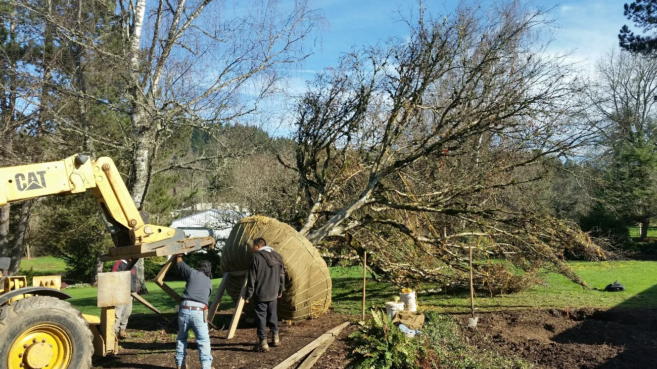 Tying up the monster for transport. Branches can only be pulled so far each time until the cell walls relax enough to be pulled in some more. It took 5 different sessions spread out over 7 weeks to tie the tree up tight enough to get it within the maximum width allowed to transport on public roadways. It was all worth it- not 1 broken branch!