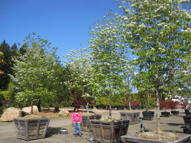 assorted Dogwood specimens