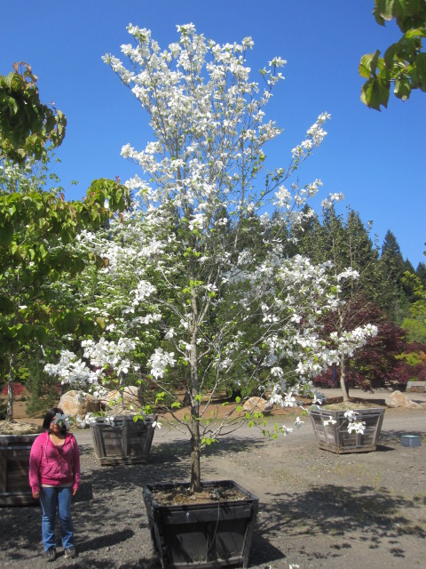 Cornus florida 'Cherokee Princess'