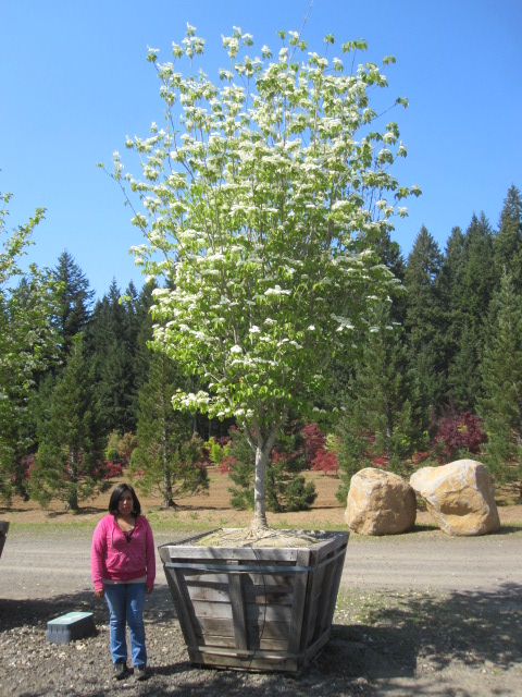 Cornus x 'Rutban' (Aurora) Dogwood