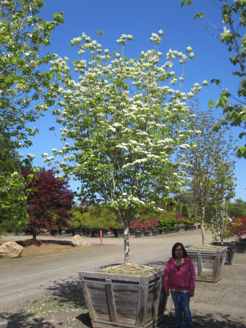 Cornus x 'Rutban' (Aurora) Dogwood, alt. view